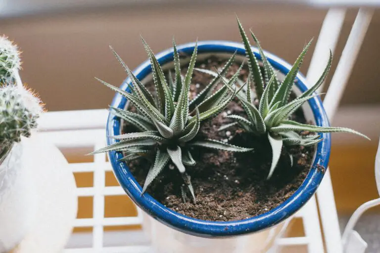 Haworthia Obtusa, a green cactus plant in a blue pot