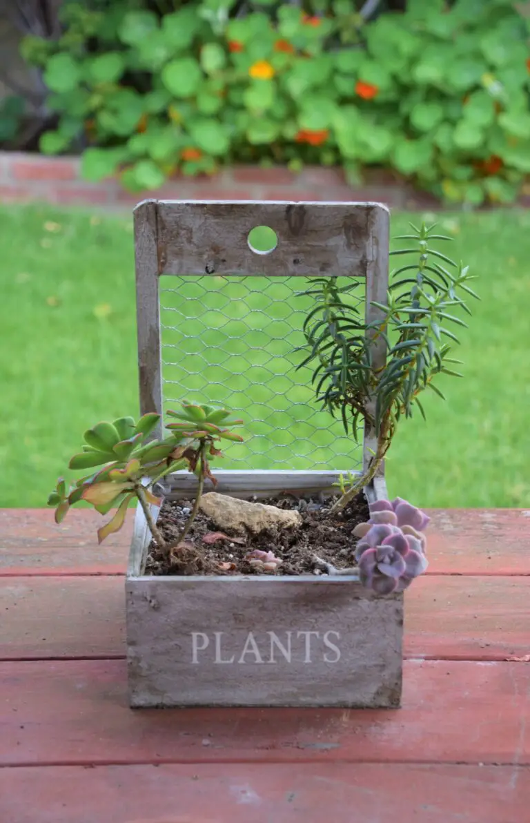 Haworthia Plant Varieties in Wooden Box