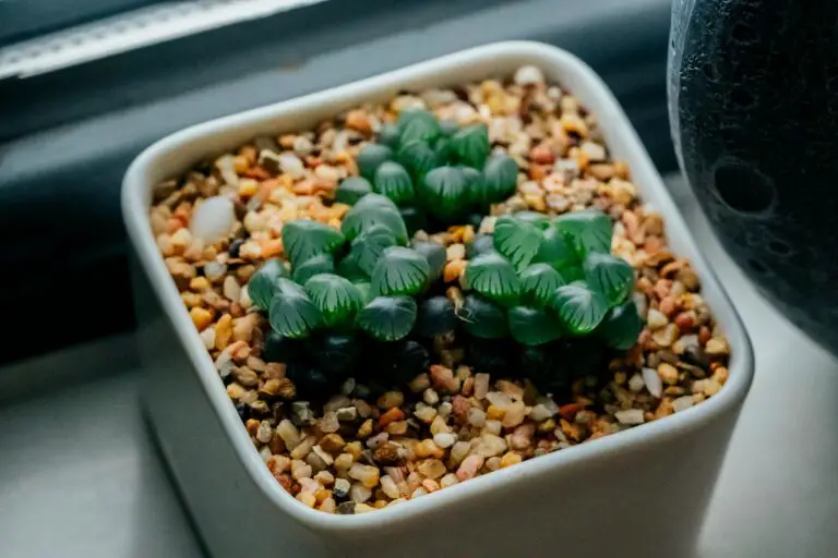 Haworthia Pygmaea in a Square Pot with Stones