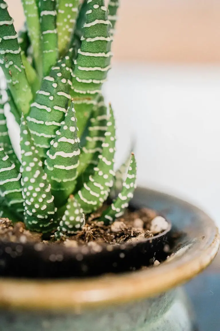 Haworthia Venosa's distinctive leaf pattern