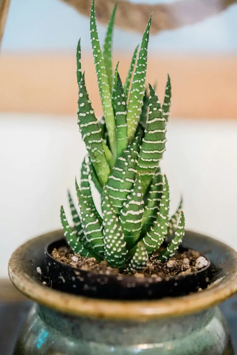 Haworthia bayeri, a spectacular succulent with pearly banded leaves