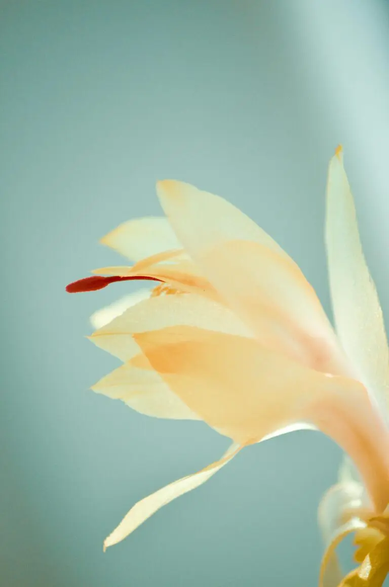 Haworthia bloom under gentle lights