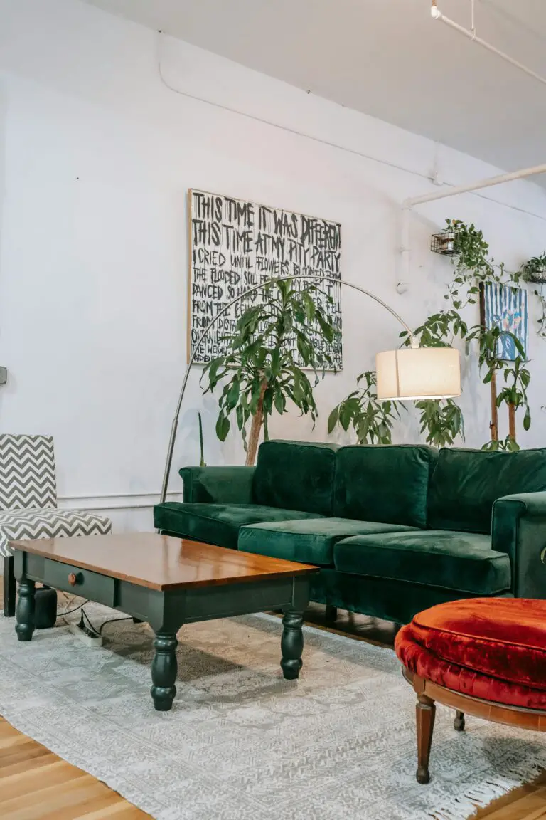 Haworthia cooperi in a living room interior with furniture and plants at home