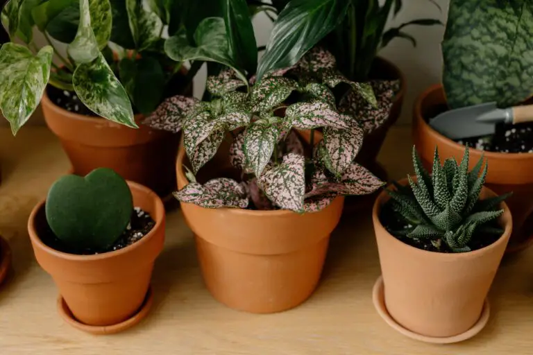 Haworthia cymbiformis basking in optimal growing conditions