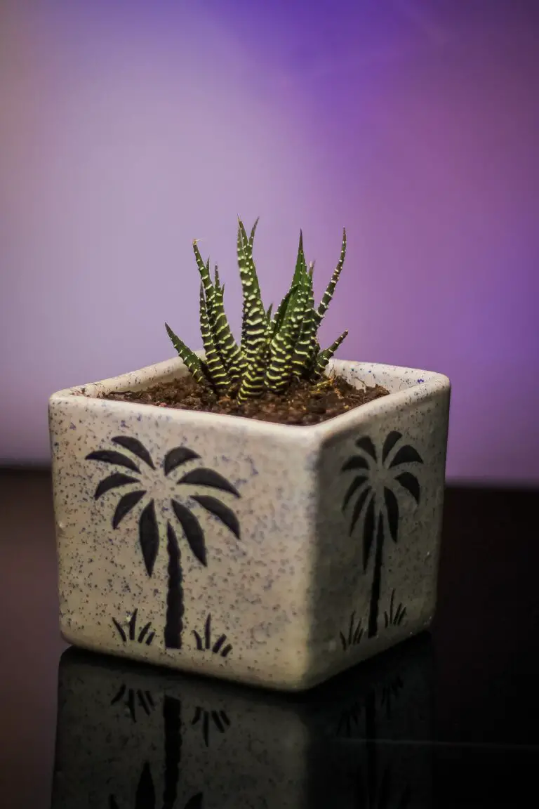 Haworthia fasciata, a stunning Zebra Plant in a square pot