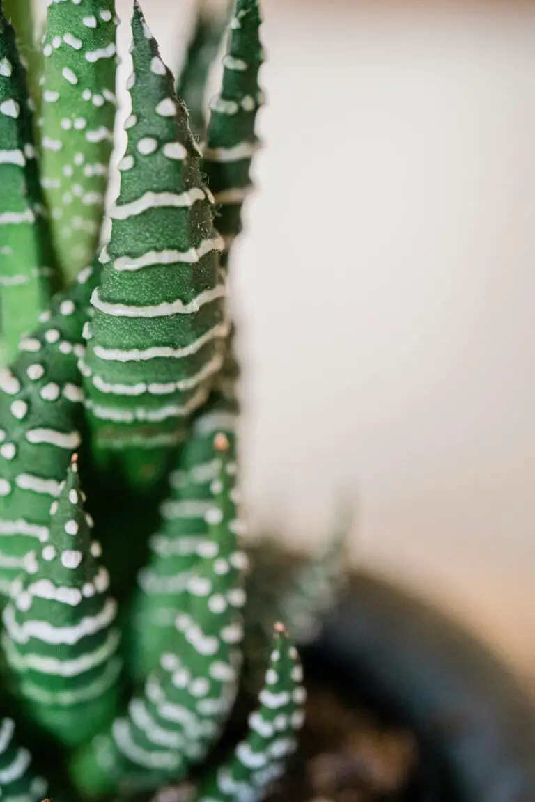 Haworthia mutica propagation by leaf cuttings