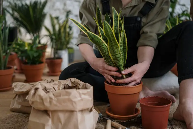 Haworthia plant in the hands of a gardener during repotting