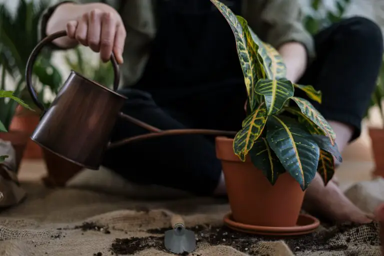 Haworthia pumila watering guide