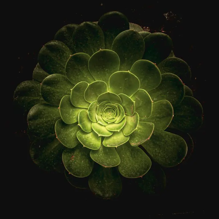 Haworthia succulent with bright luminous center of plant against black background