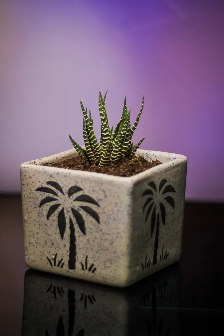 Haworthia truncata in a square pot