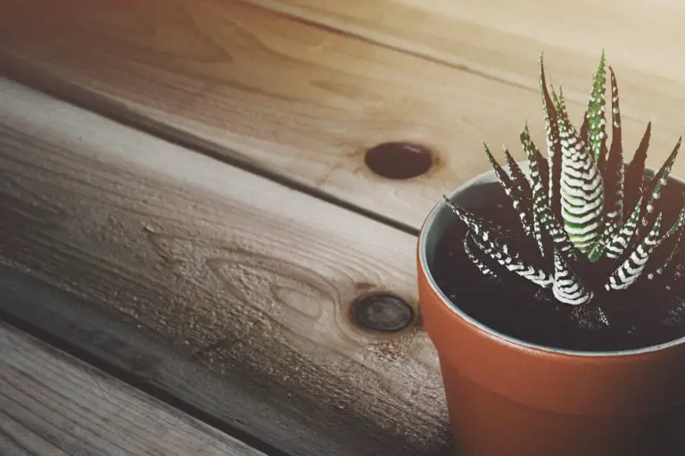 Haworthia zebra plant with proper soil for drainage