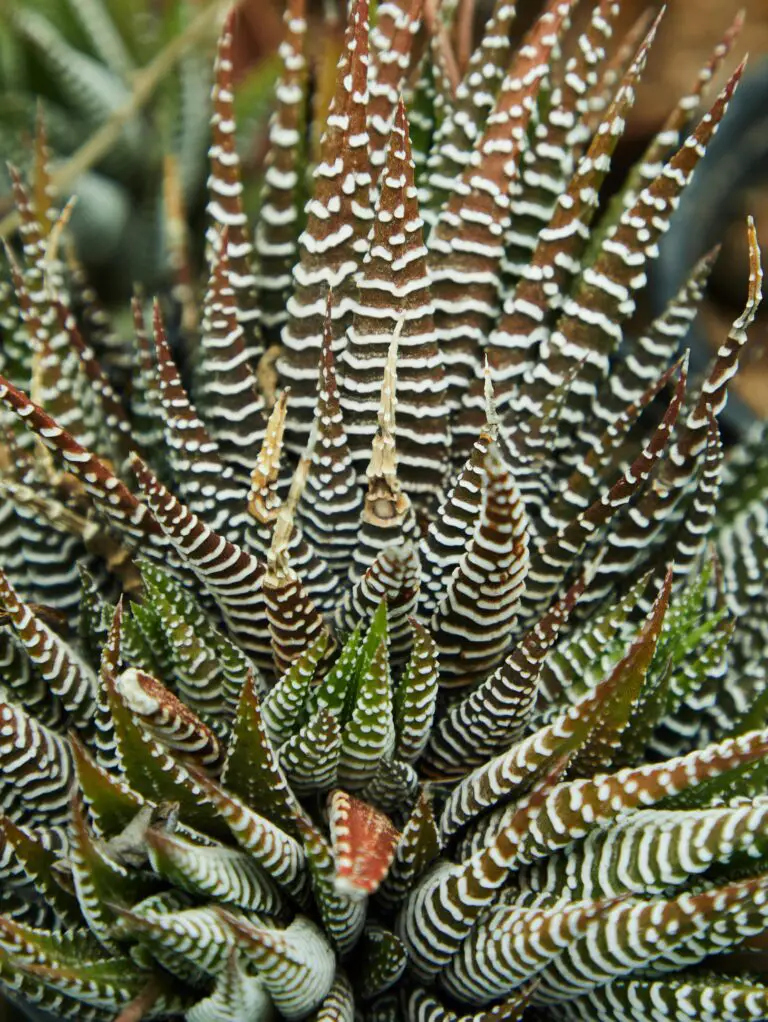 Haworthia zebra plant with thick striped leaves