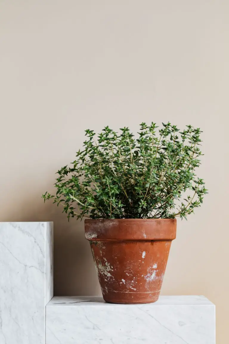 Healthy Crassula Conjuncta plant on marble stand