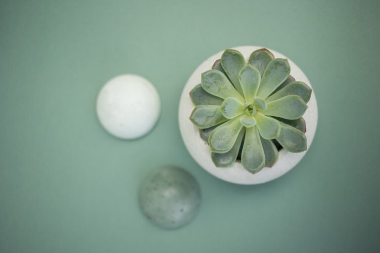 How to prune echeveria for healthy growth