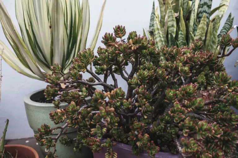 John Creech Sedum thriving on a terrace garden