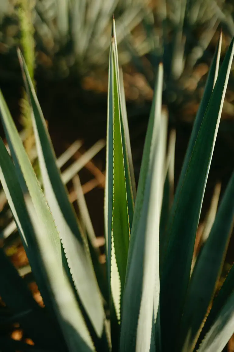 Juicy Leaves of Agave Tequilana