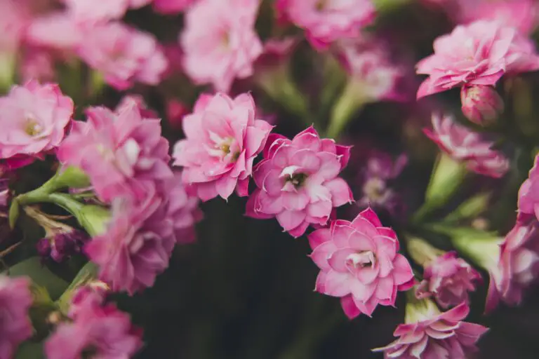 Kalanchoe Blossfeldiana Flowers