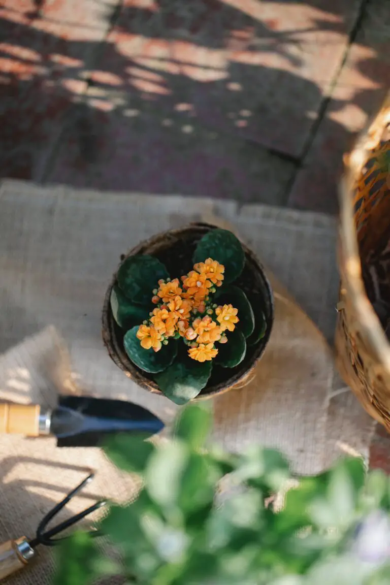 Kalanchoe Blossfeldiana, a vibrant gift plant