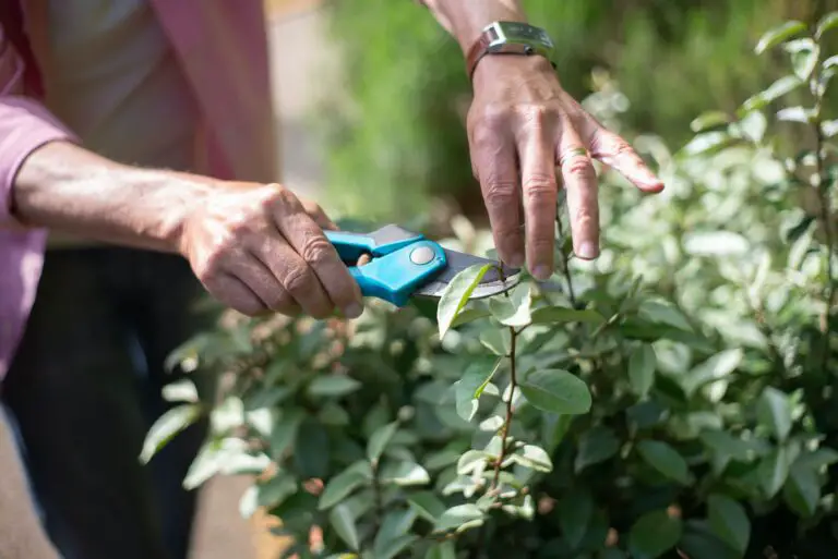 Kalanchoe Blossfeldiana pruning exhibited by hands cutting the plant using a pruner