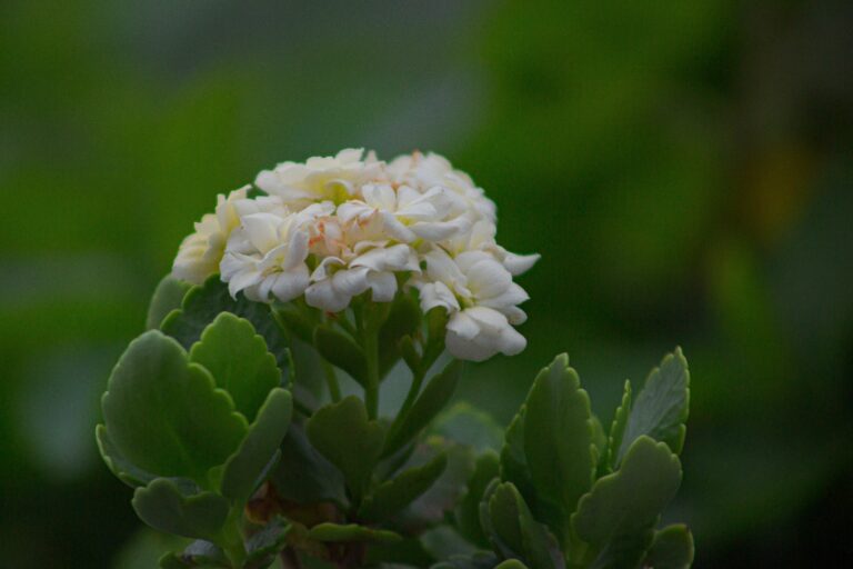 Kalanchoe Daigremontiana in close-up showing its intricate patterns and lush greenery