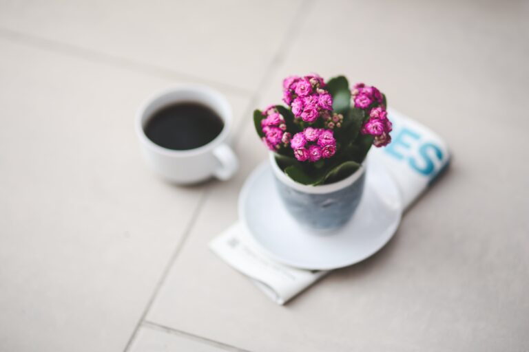 Kalanchoe Daigremontiana plant displaying its pink blooms