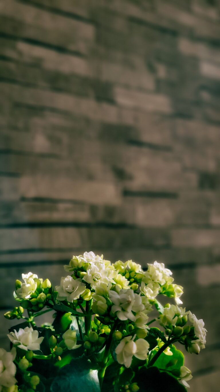 Kalanchoe Delagoensis Flower Plant Near the Wall