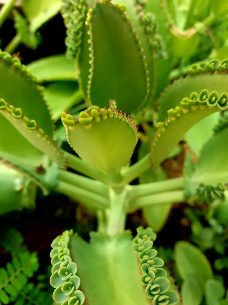 Kalanchoe Delagoensis, a resilient Mother of Thousands