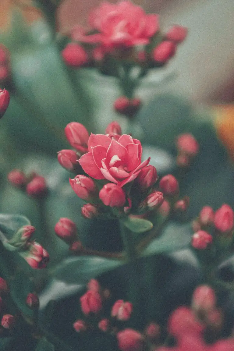 Kalanchoe Delagoensis affected by pests