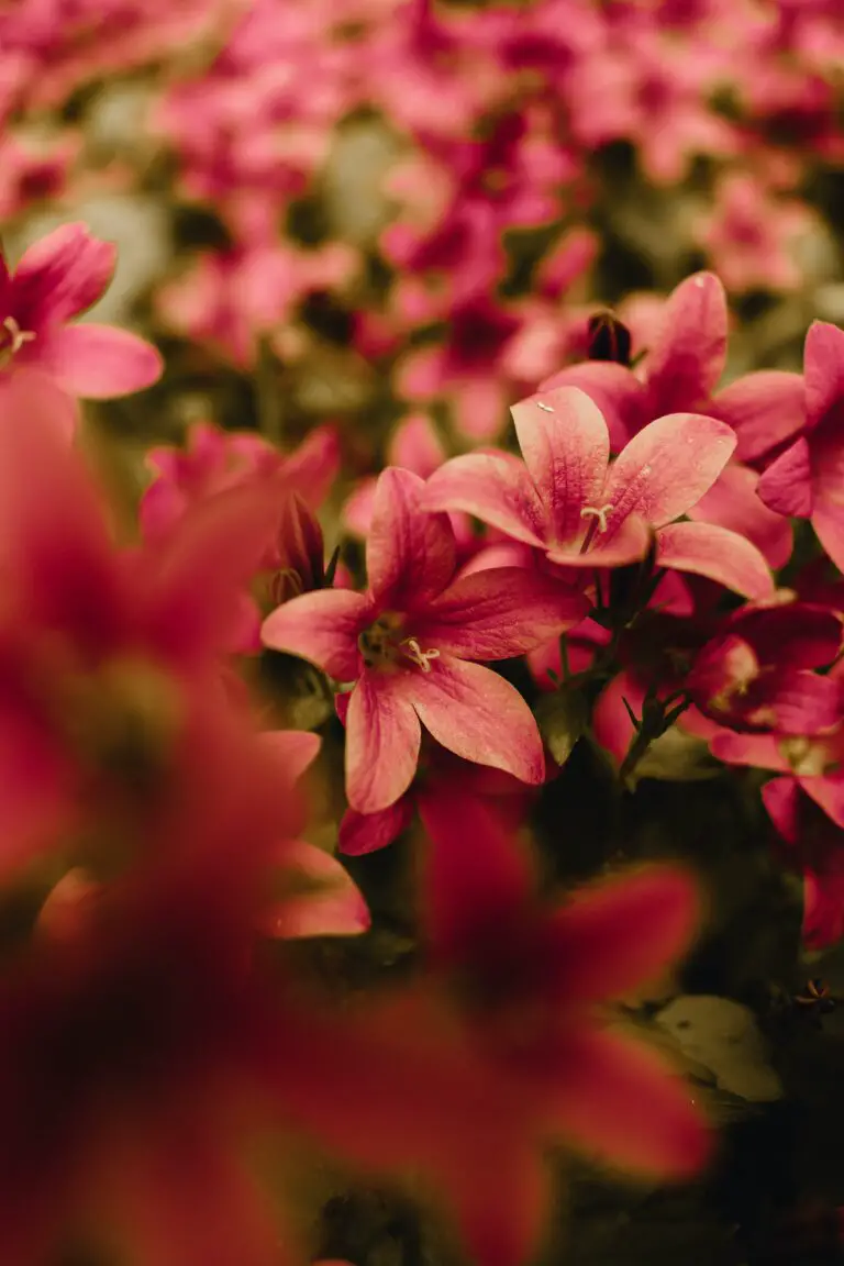 Kalanchoe Luciae in Close-up View