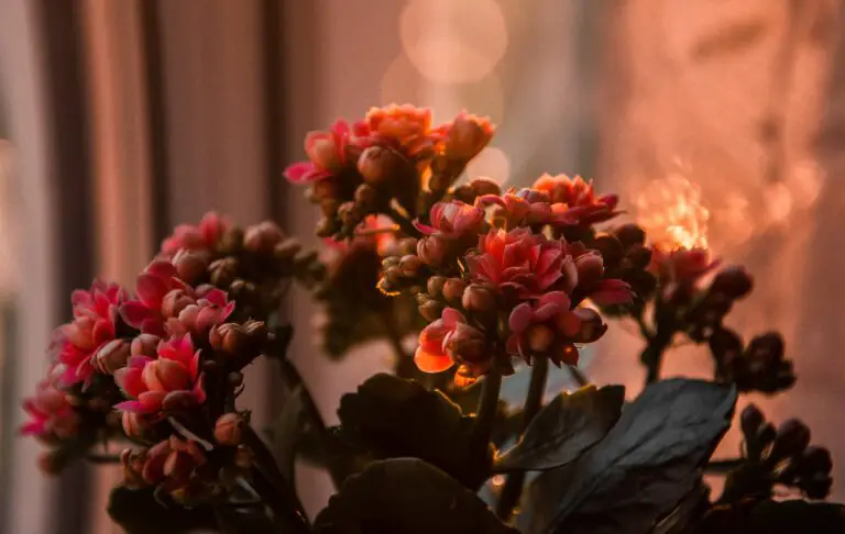 Kalanchoe Luciae in full bloom