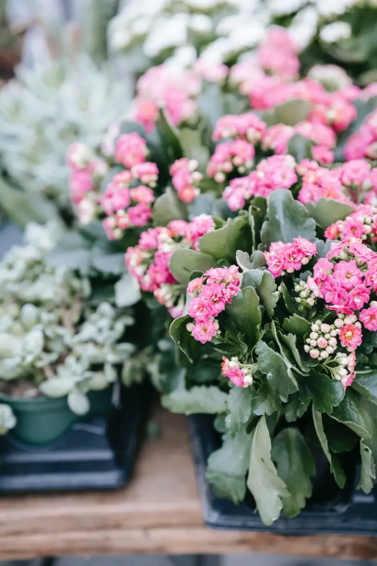 Kalanchoe blossfeldiana in pots at a floral market