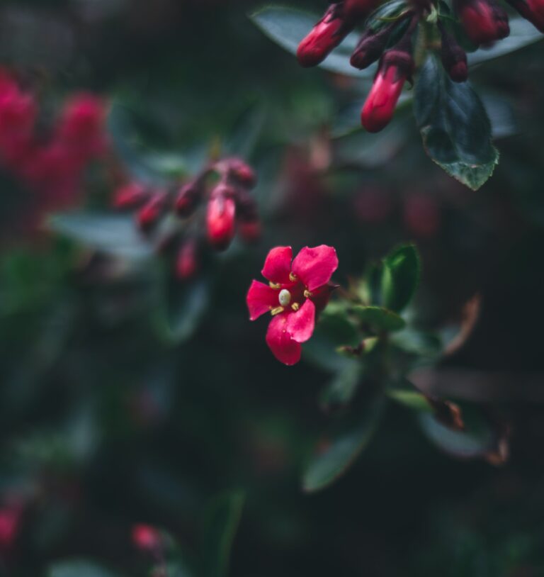 Kalanchoe thyrsiflora in Close-up Shot