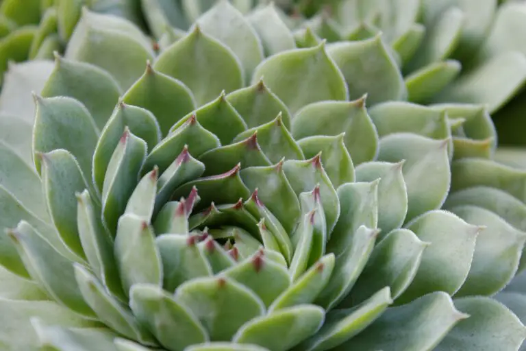 Learn how to prune echeveria and propagate your succulent collection