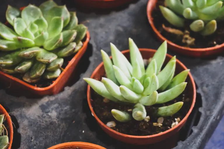 Lush Aloe argenticauda amidst succulent collection