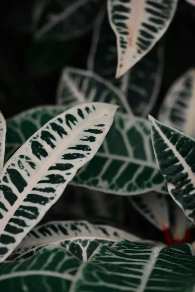 Lush Haworthia Zebra Plant close-up, a perfect embodiment of striped succulent beauty