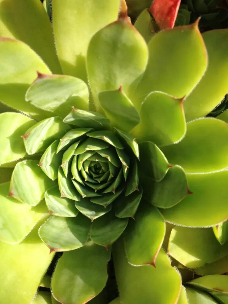 Lush Houseleek Sempervivum Tectorum close-up