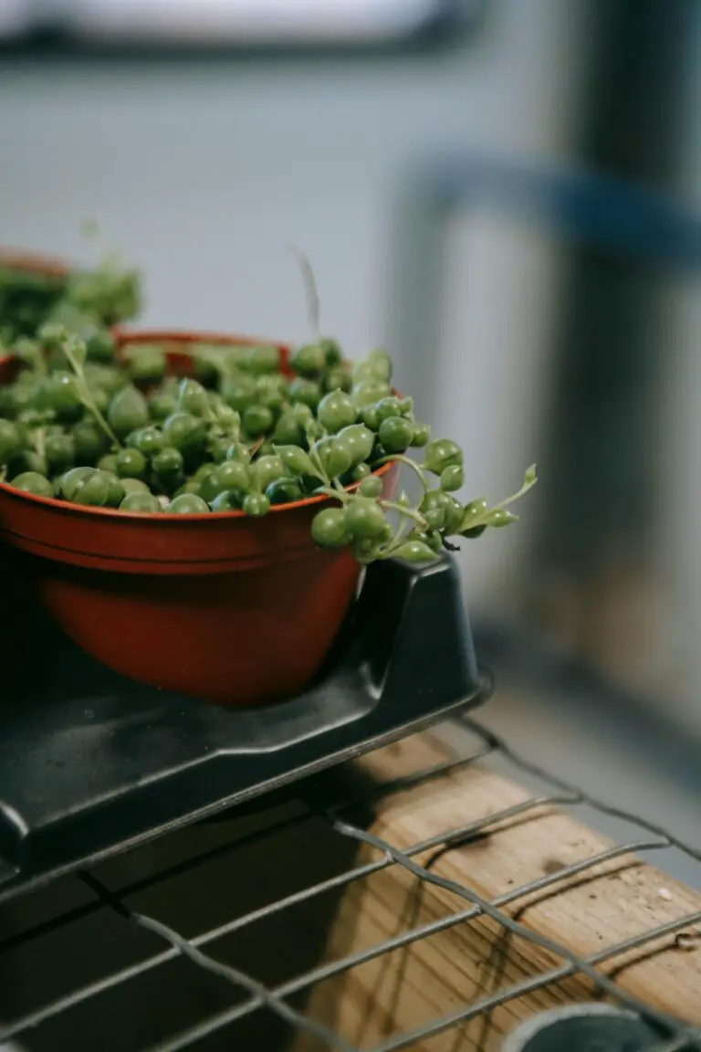 Lush Senecio Kleiniiformis in a small pot