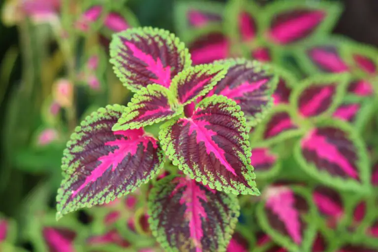 Lush Senecio klee plant displaying vibrant foliage