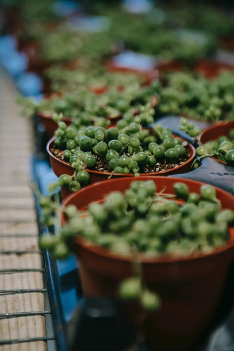 Lush green Senecio vitalis succulent in clay pots, showcasing its unique beauty and structure.