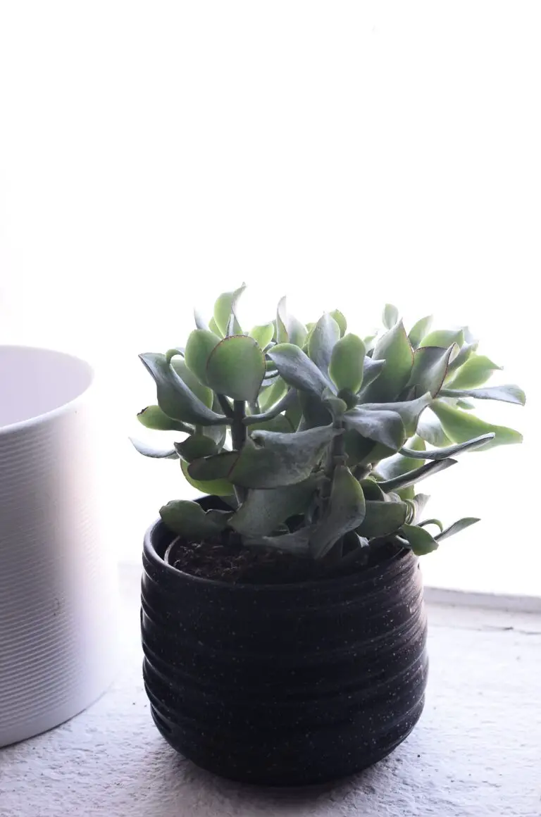 Lush potted Crassula Cephalophora on windowsill