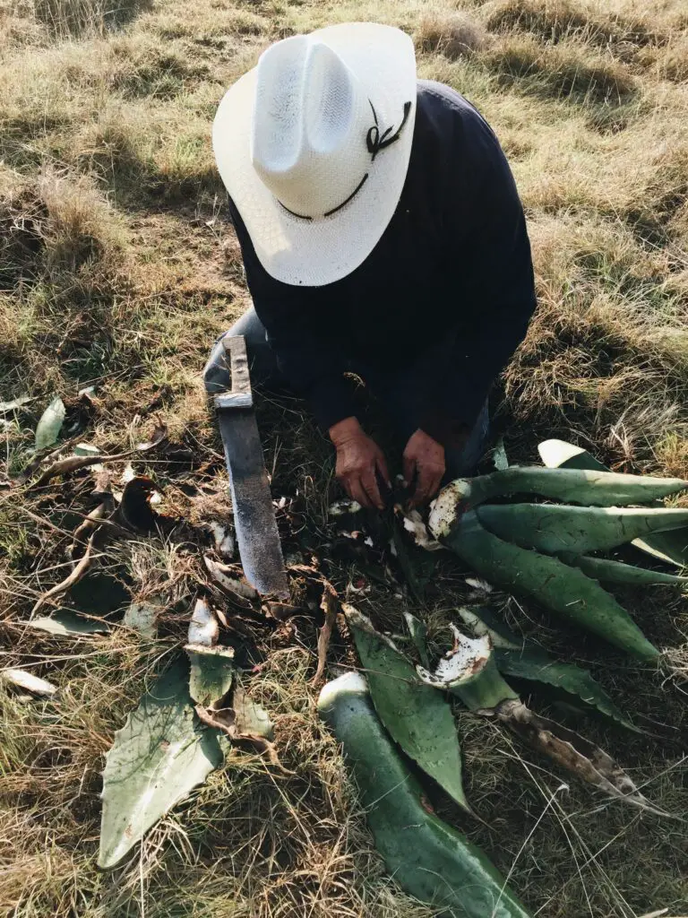 Man Cutting Aloe africana Leaves