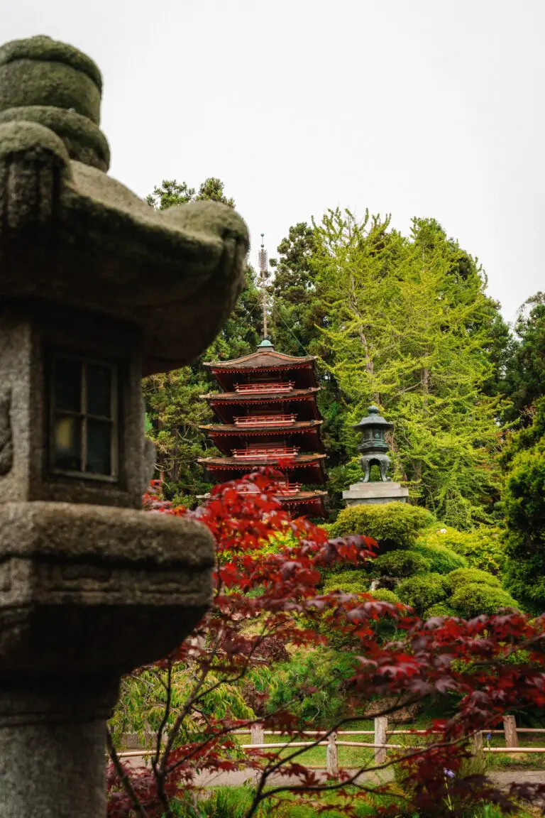 Pagoda Crassula in a Japanese Garden setting