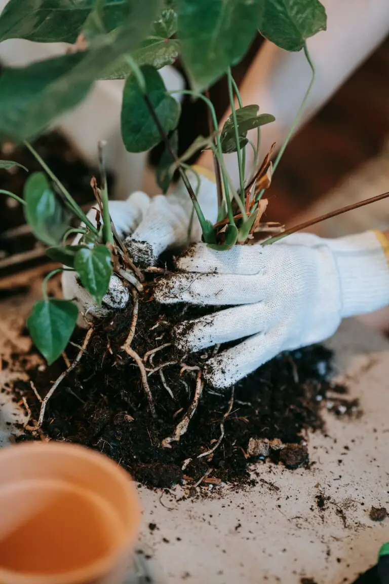 Person Wearing Gloves Holding a Haworthia Coarctata Plant with Soil