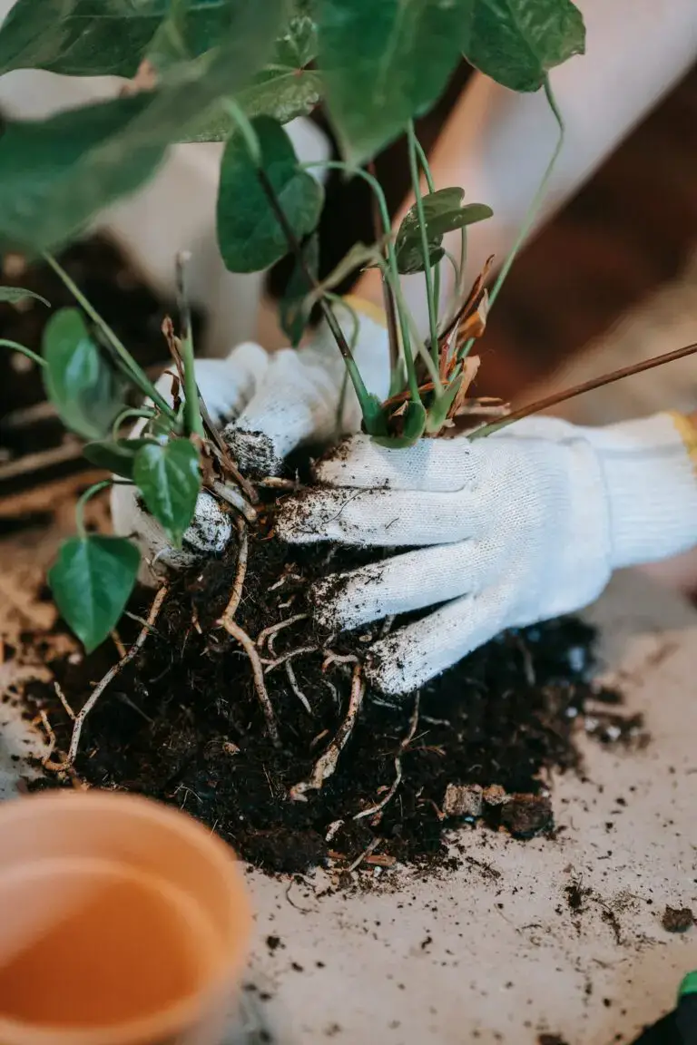 Person Wearing Gloves Holding a Haworthia Coarctata Plant with Soil