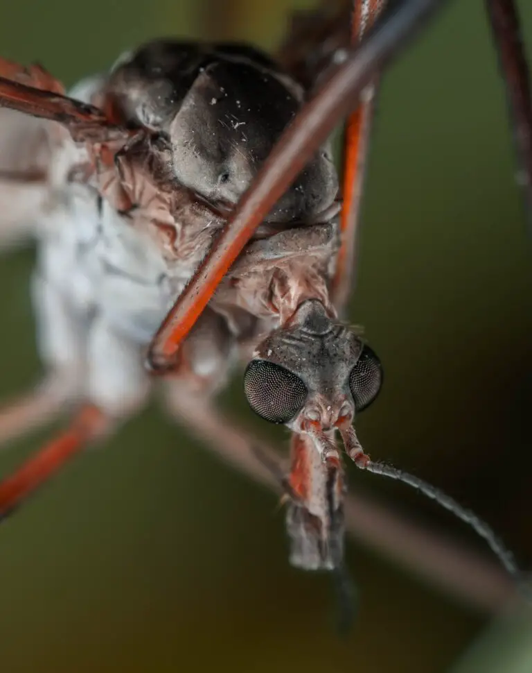 Pest on Haworthia Mutica - Close-up of Insect in Nature