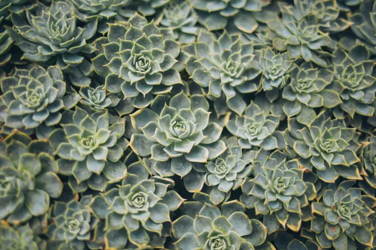 Pests attacking a Senecio succulent plant