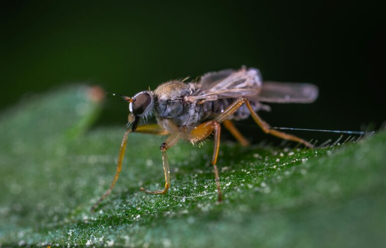 Pests on Sedum Morganianum leaf including brown hoverfly