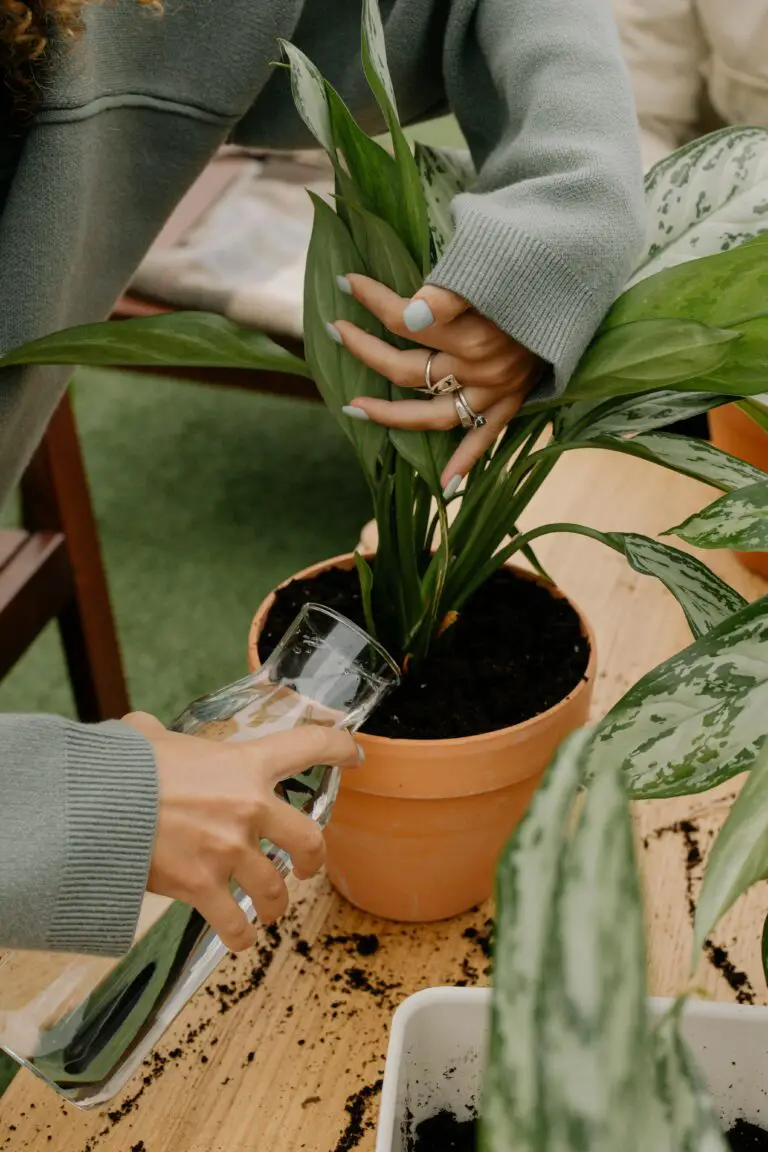 Planting haworthia attenuata in potting soil