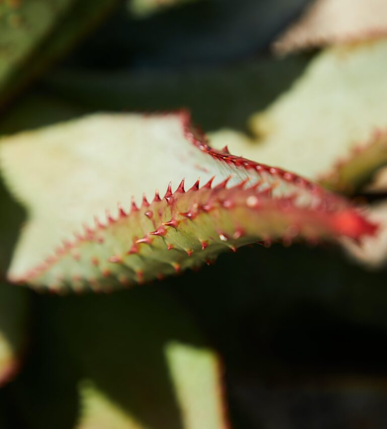 Prickly Aloe aculeata leaf, symbolizing the need for caution when handling