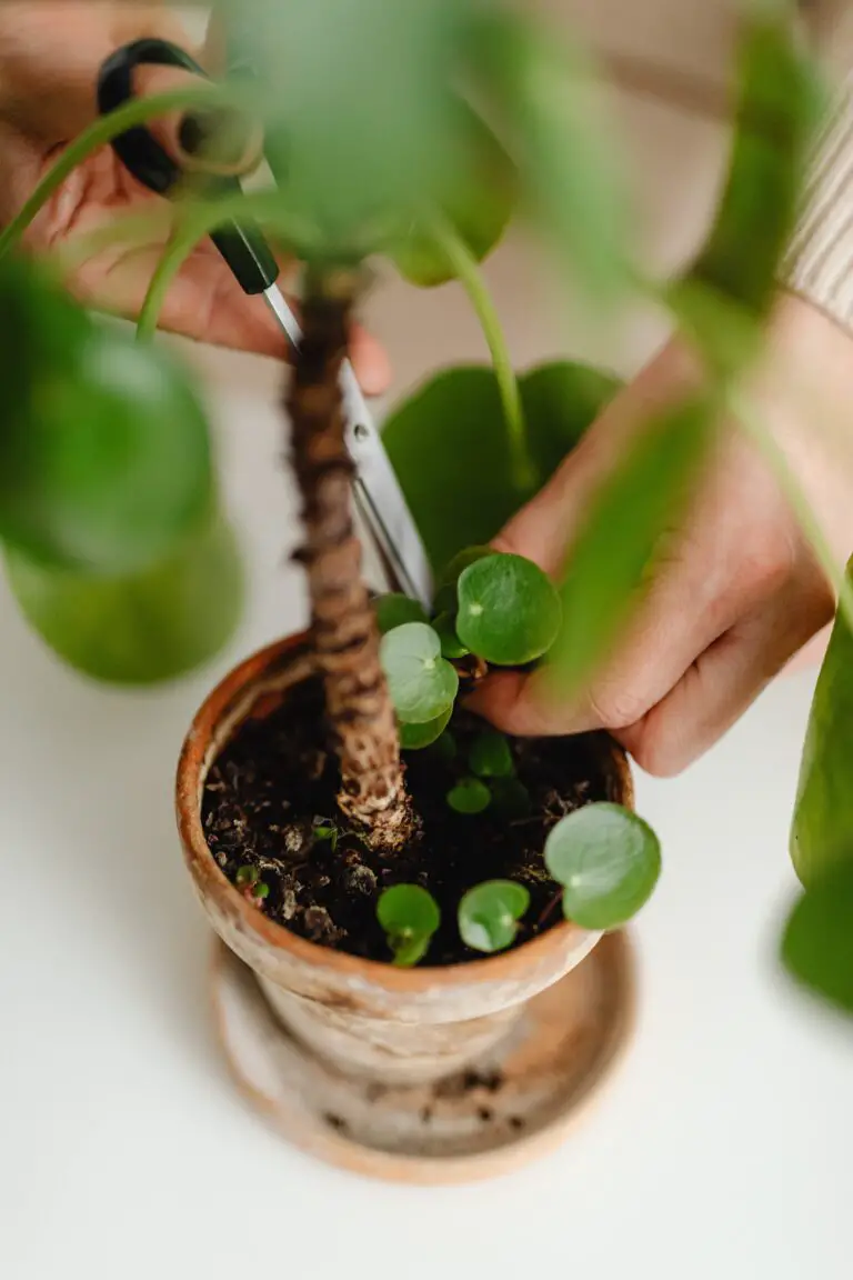 Propagating Senecio Crassissimus, Woman Taking Care of a Houseplant